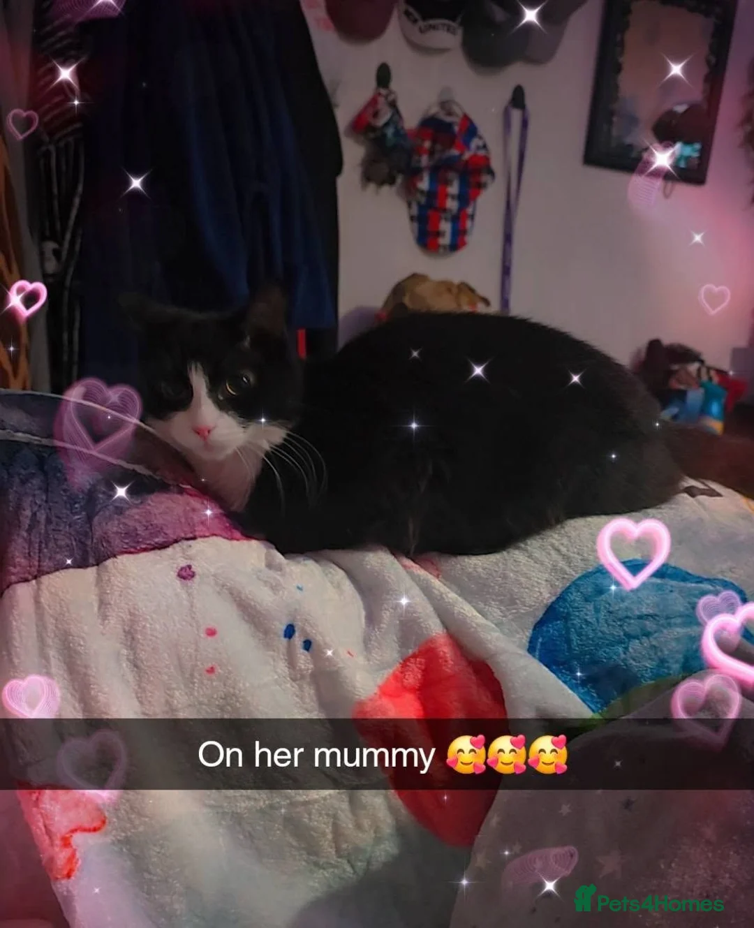 Domestic Shorthair cats for sale: Two female kittens for rehoning - Advert 2