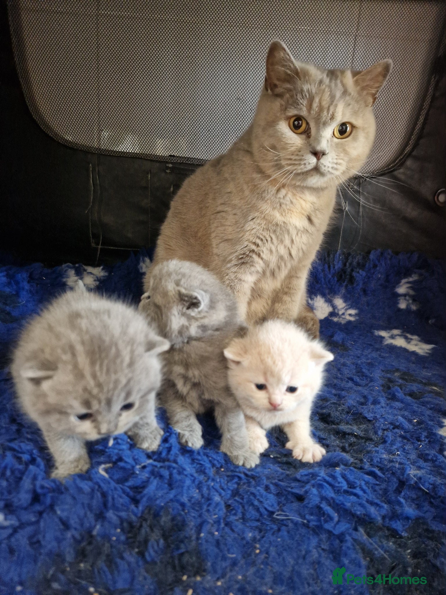 British Shorthair cats British shorthair kittens  - Advert 1