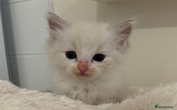 Ragdoll cats for sale: Ragdoll Kittens Male & Female - Image 12