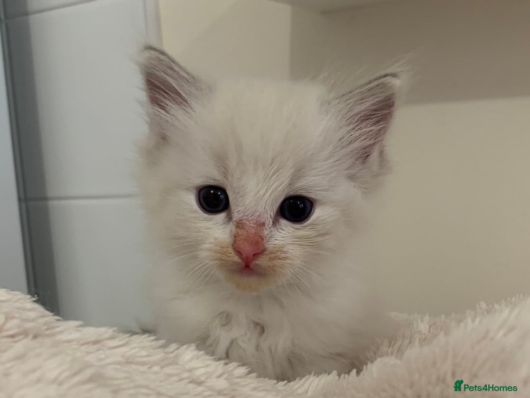 Ragdoll cats for sale: Ragdoll Kittens Male & Female - Image 12