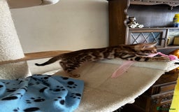 Bengal cats for sale: TICA Bengal kittens for sale . 🐱 - Image 27