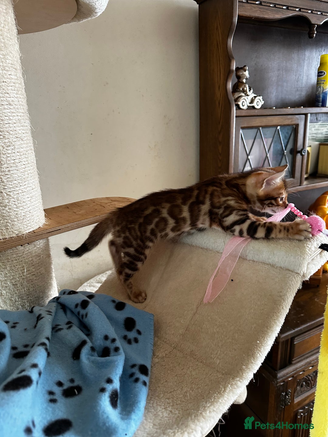 Bengal cats for sale: TICA Bengal kittens for sale . 🐱 - Image 27