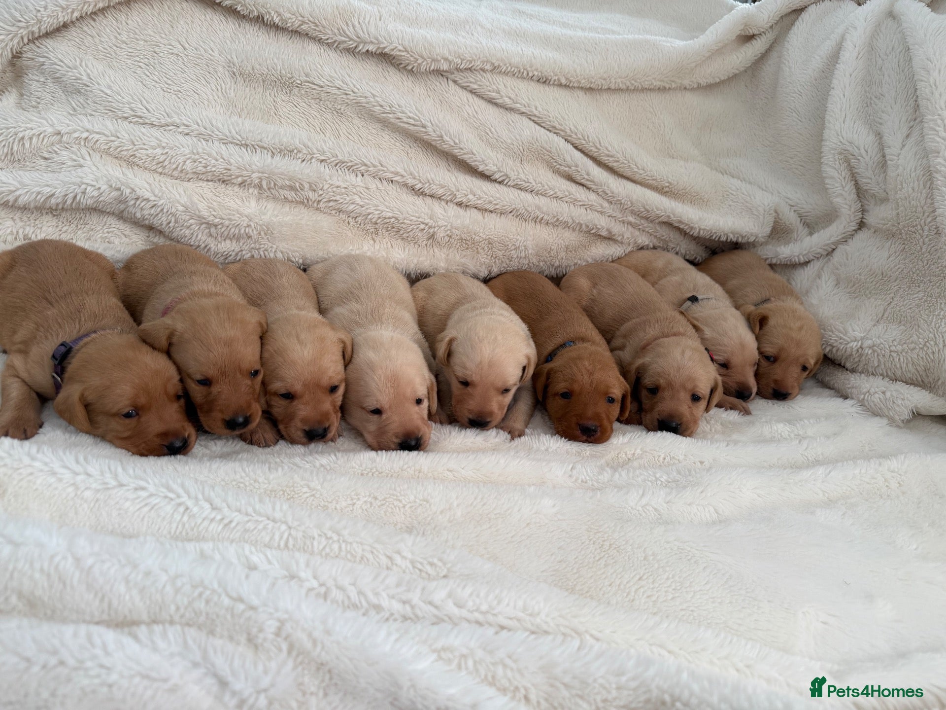 Labrador Retriever dogs KC Registered Working Labrador Puppies  - Advert 11