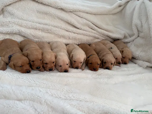 Labrador Retriever dogs for sale: KC Registered Working Labrador Puppies - Advert 7