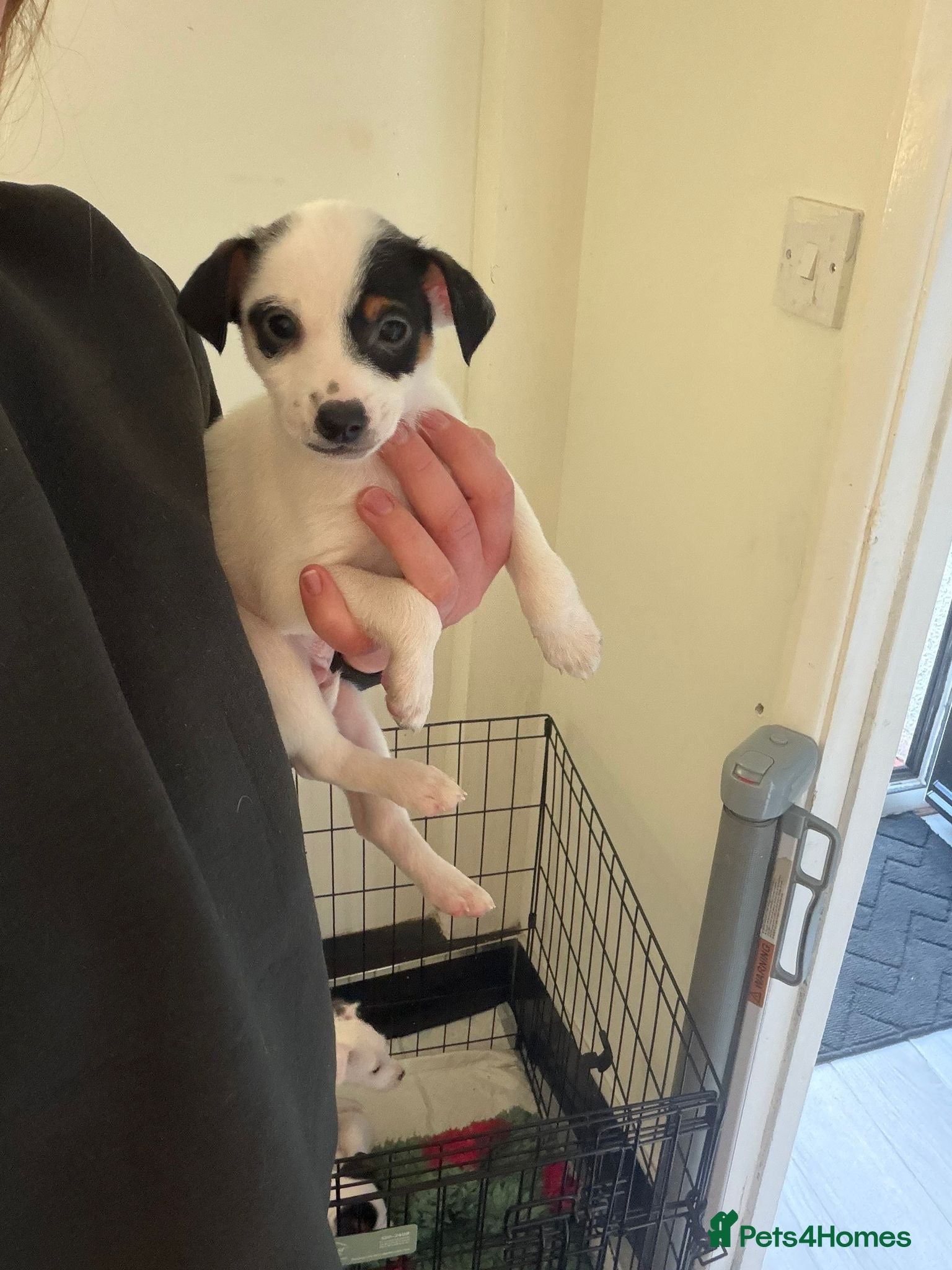 Jack Russell dogs Jack Russell puppies ready to leave now  - Advert 16