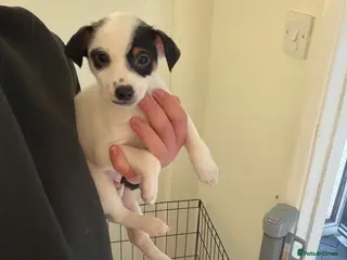 Jack Russell dogs Jack Russell puppies ready to leave now - Advert 16
