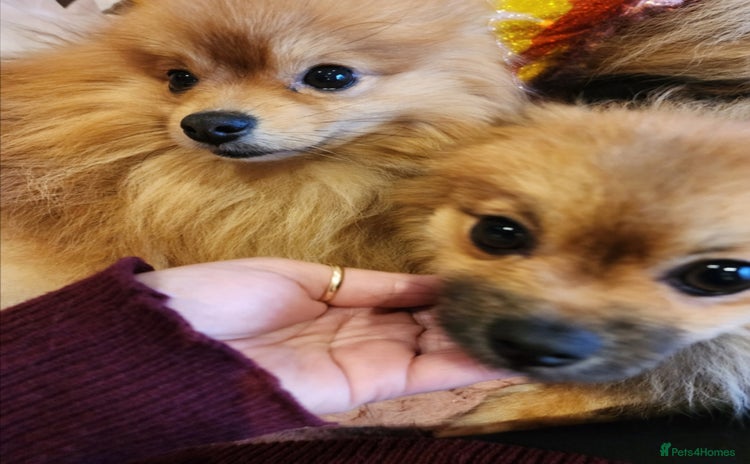 Pomeranian dogs - Advert 2