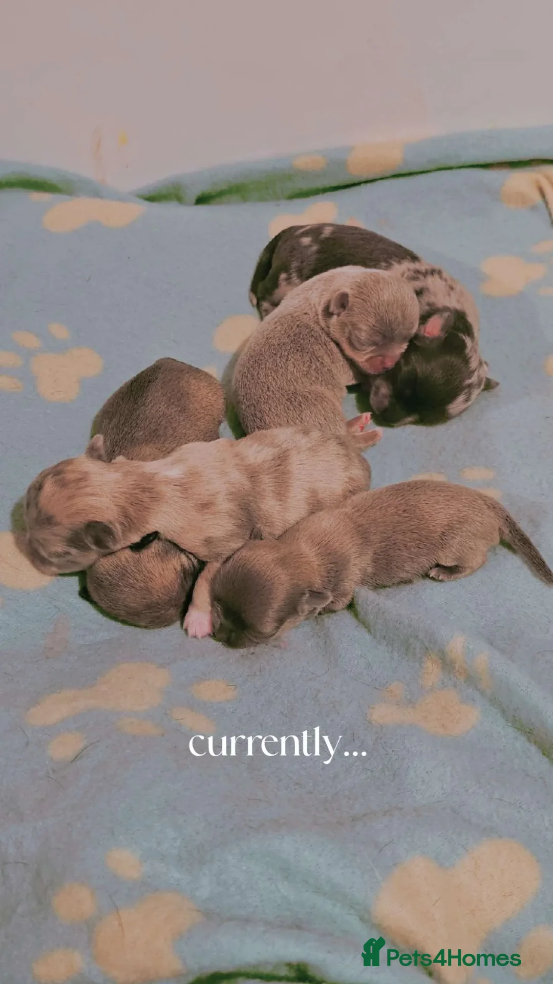 Chihuahua dogs for sale: Chiuahuah pups......lilac merle, fawn, white brown - Advert 8