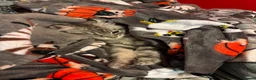 Maine Coon cats for sale: GCCF Silver Classic Maine Coon Kittens - Advert 5