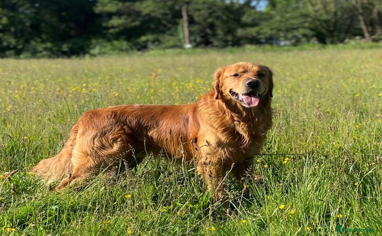 Golden Retriever dogs - Advert 3