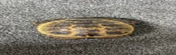Hermann Tortoise reptiles for sale: Hermann Tortoise  - Advert 7