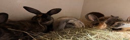 Mixed Breed rabbits for sale: Mixed baby rabbits  - Advert 8
