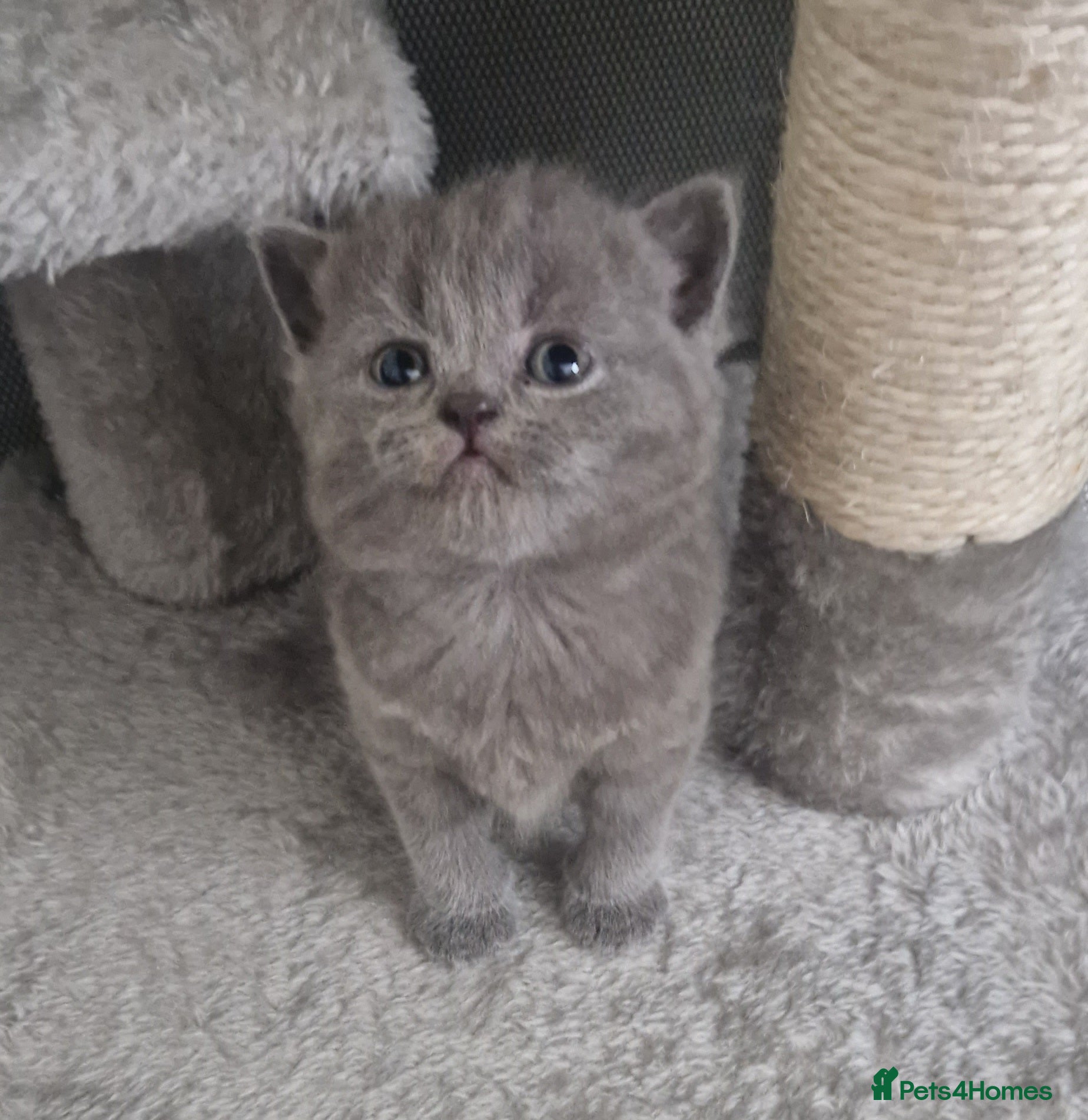 British Shorthair cats GCCF PEDIGREE BRITISH SHORTHAIR, BLUE, VIEW NOW - Advert 2