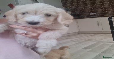 Mixed Breed dogs - Advert 5