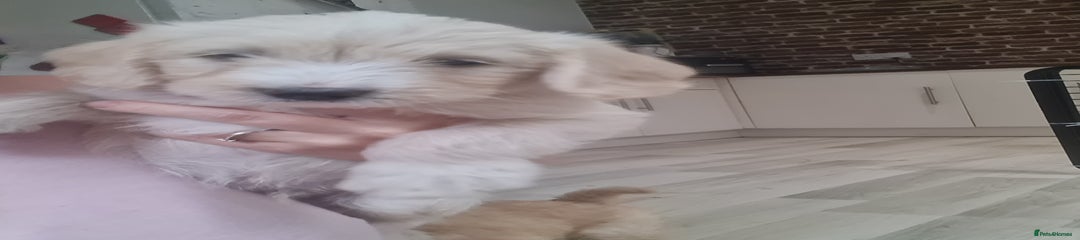 Mixed Breed Puppy 2