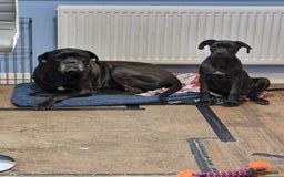 Cane Corso dogs for sale: Halime - Image 4
