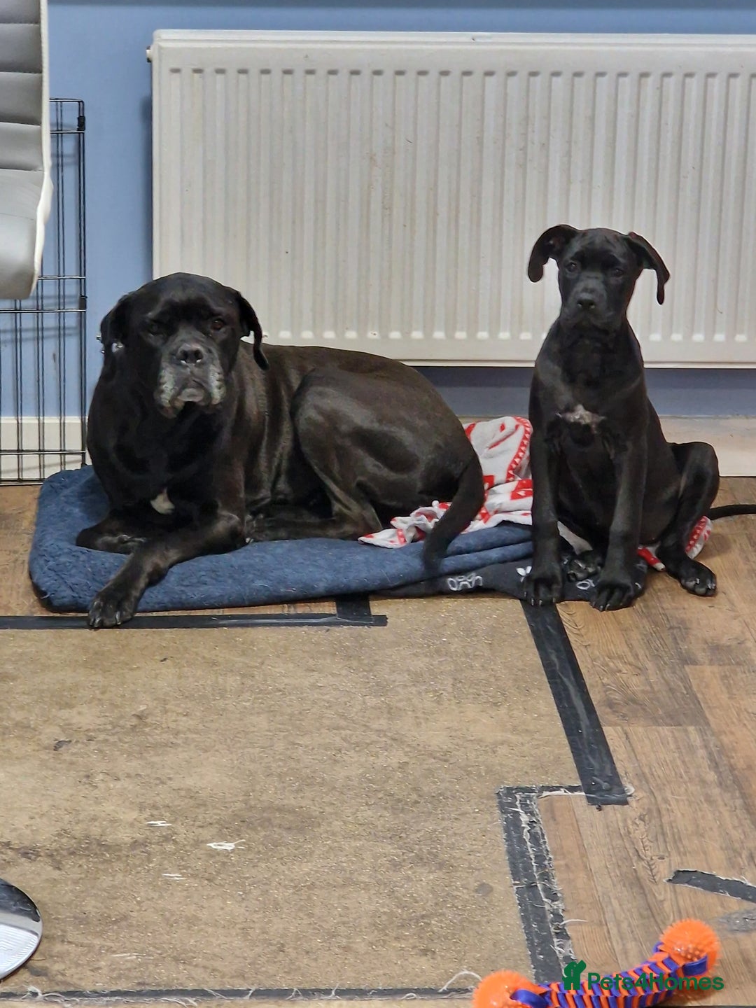 Cane Corso dogs for sale: Halime - Image 4