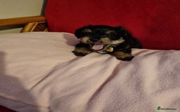 Bichon Frise dogs for sale: 2 Bichon puppies for sale  - Image 9