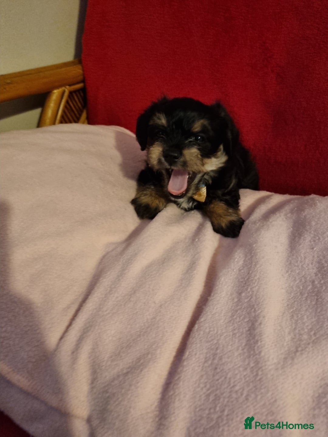 Bichon Frise dogs for sale: 2 Bichon puppies for sale  - Image 9