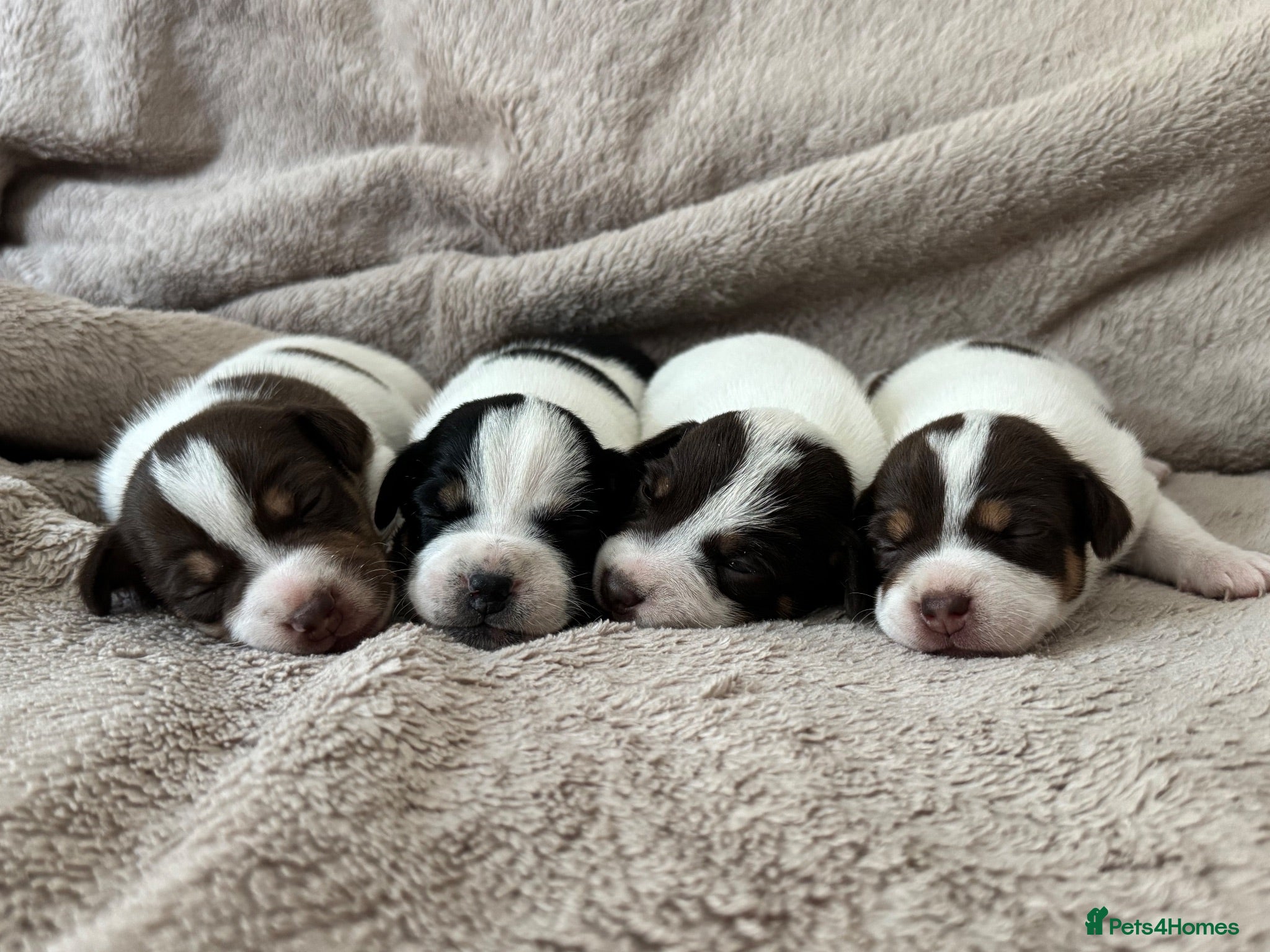 Jack Russell dogs Jack Russel pups - Advert 7