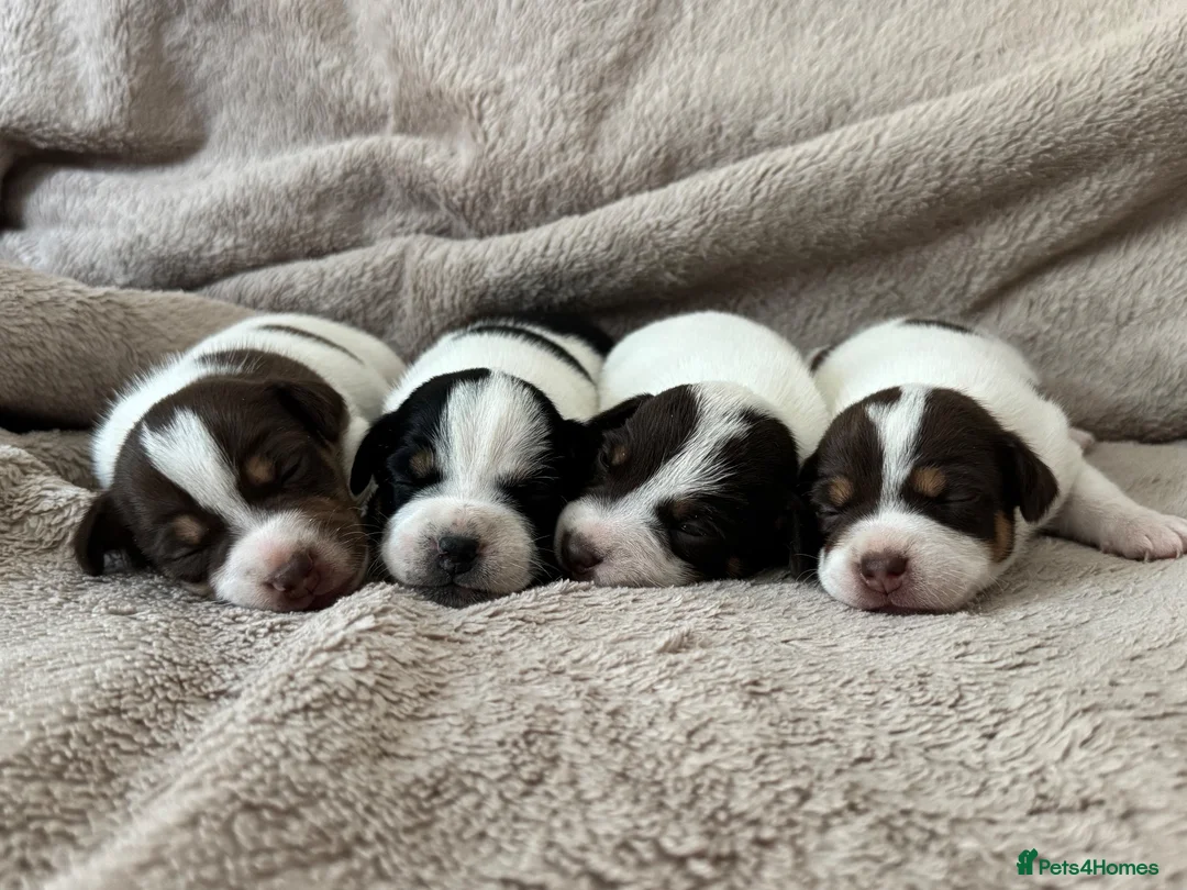 Jack Russell dogs for sale: Jack Russel pups - Advert 1