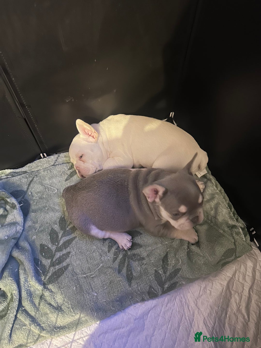 French Bulldog dogs for sale: French Bulldog Puppies  - Advert 8