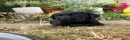 Labrador Retriever dogs for sale: Gorgeous Labrador puppies  in Tetbury - Advert 8