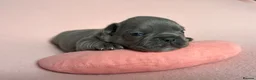French Bulldog dogs for sale: 6 Adorable French Bulldog puppies - Advert 16