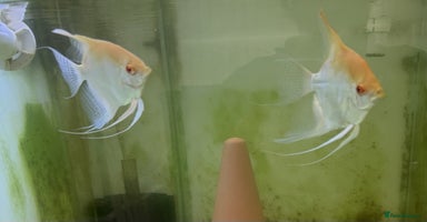 Angelfish fish - Advert 4