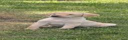 Labrador Retriever dogs for sale: gamekeeper has 2 gorgeous labradors left - Advert 6