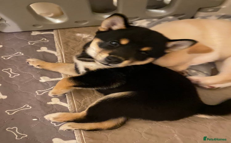 Japanese Shiba Inu dogs Beautiful champion blood line female Shiba Inu pup - Advert 3