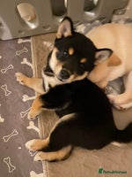 Japanese Shiba Inu dogs Beautiful champion blood line female Shiba Inu pup - Advert 2