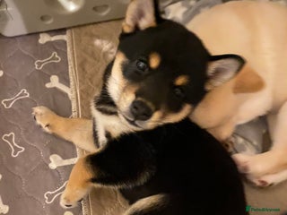 Japanese Shiba Inu dogs Beautiful champion blood line female Shiba Inu pup - Advert 9