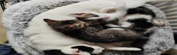 Mixed Breed cats for sale: Gorgeous kittens  - Advert 2