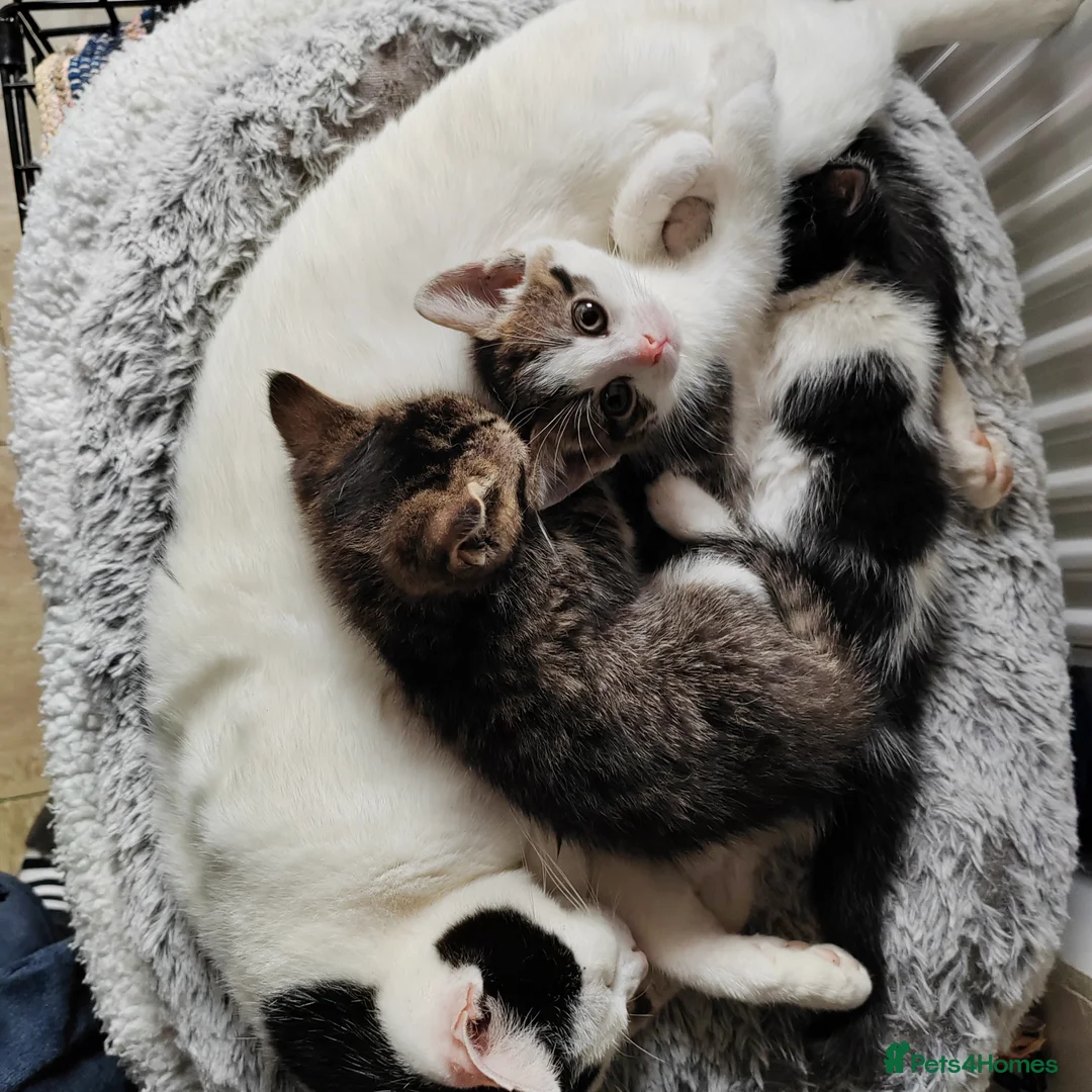 Mixed Breed cats for sale: Gorgeous kittens  - Advert 2