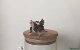 Mouse rodents for sale: 🐭 Female Mice Available for Adoption 🐭 - Image 21