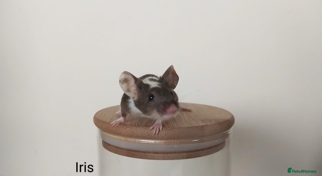 Mouse rodents for sale: 🐭 Female Mice Available for Adoption 🐭 - Image 21