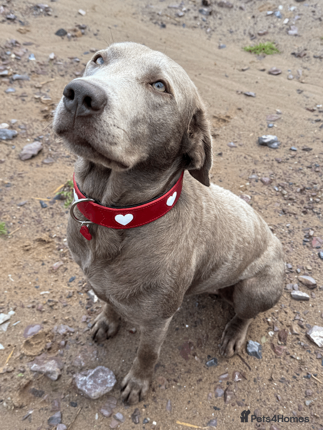 Labrador Retriever dogs for sale: Charcoal & Silver Labrador Puppies - Advert 4