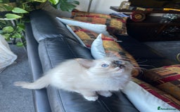 Ragdoll cats for sale: Ragdoll adults Purebred pedigree 5 generations  - Advert 21