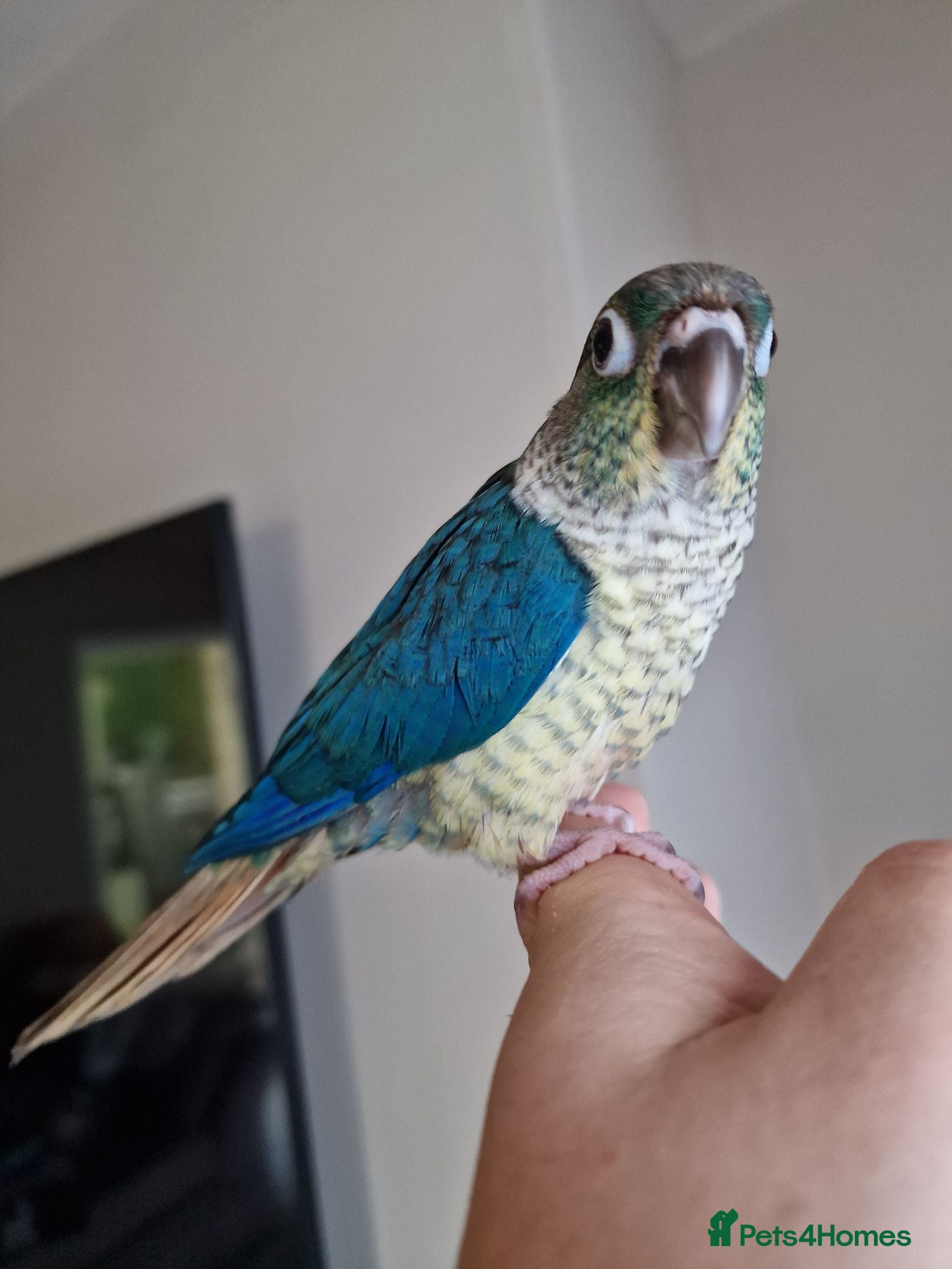Conures birds Beautiful fully hand reared conures  - Advert 15