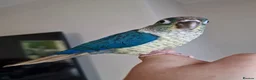 Conures birds for sale: Beautiful fully hand reared conures  - Advert 2
