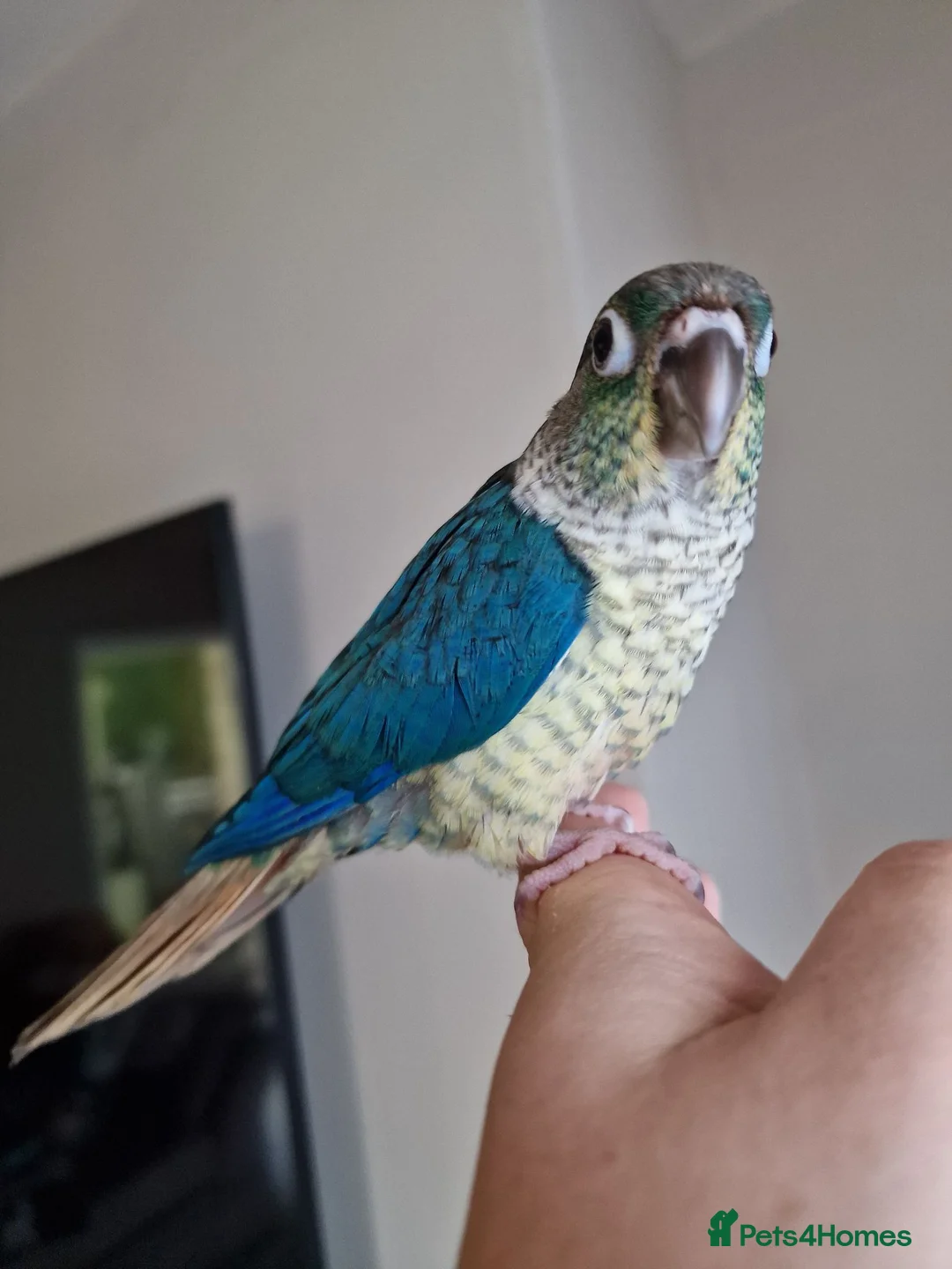 Conures birds for sale: Beautiful fully hand reared conures  - Advert 2