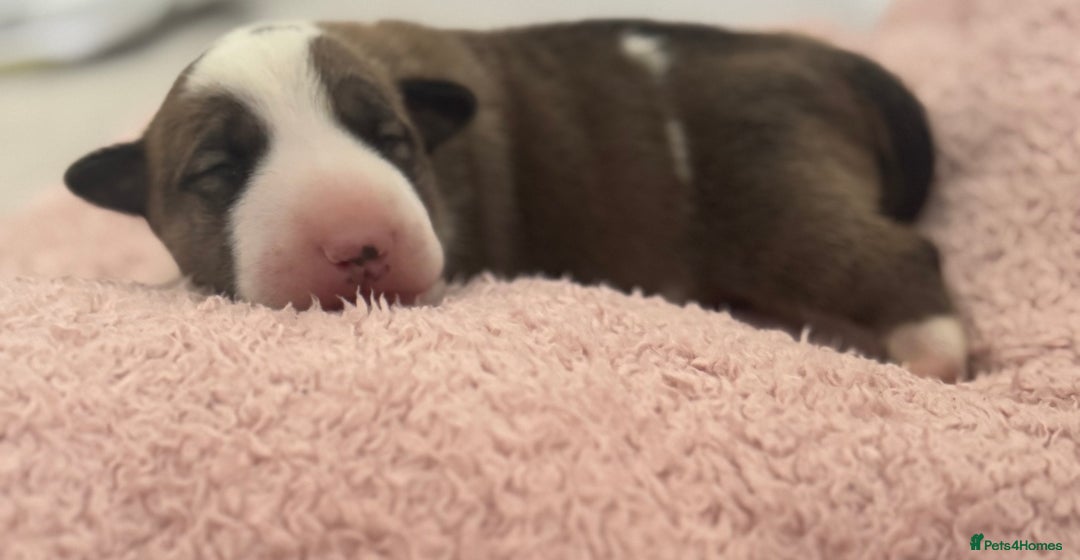 English Bull Terrier dogs for sale: 🏆CH Bloodlines Top Quality English Bull Terriers  - Image 20