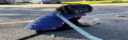 Sprocker dogs for sale: Male 2 year old sprocker  - Advert 7