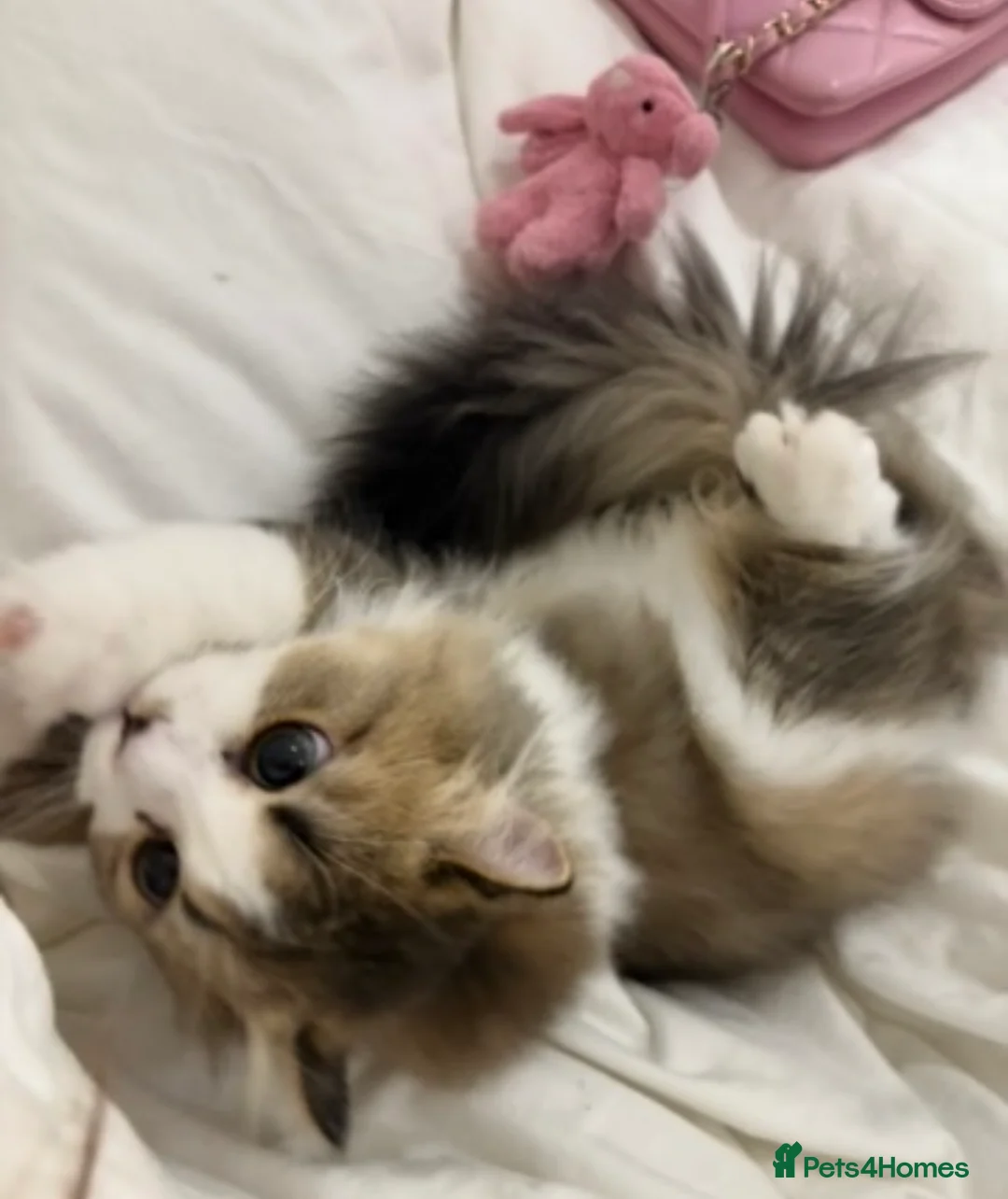 Napoleon cats for sale: Beautiful Minuet Kitten looking for new home - Advert 2