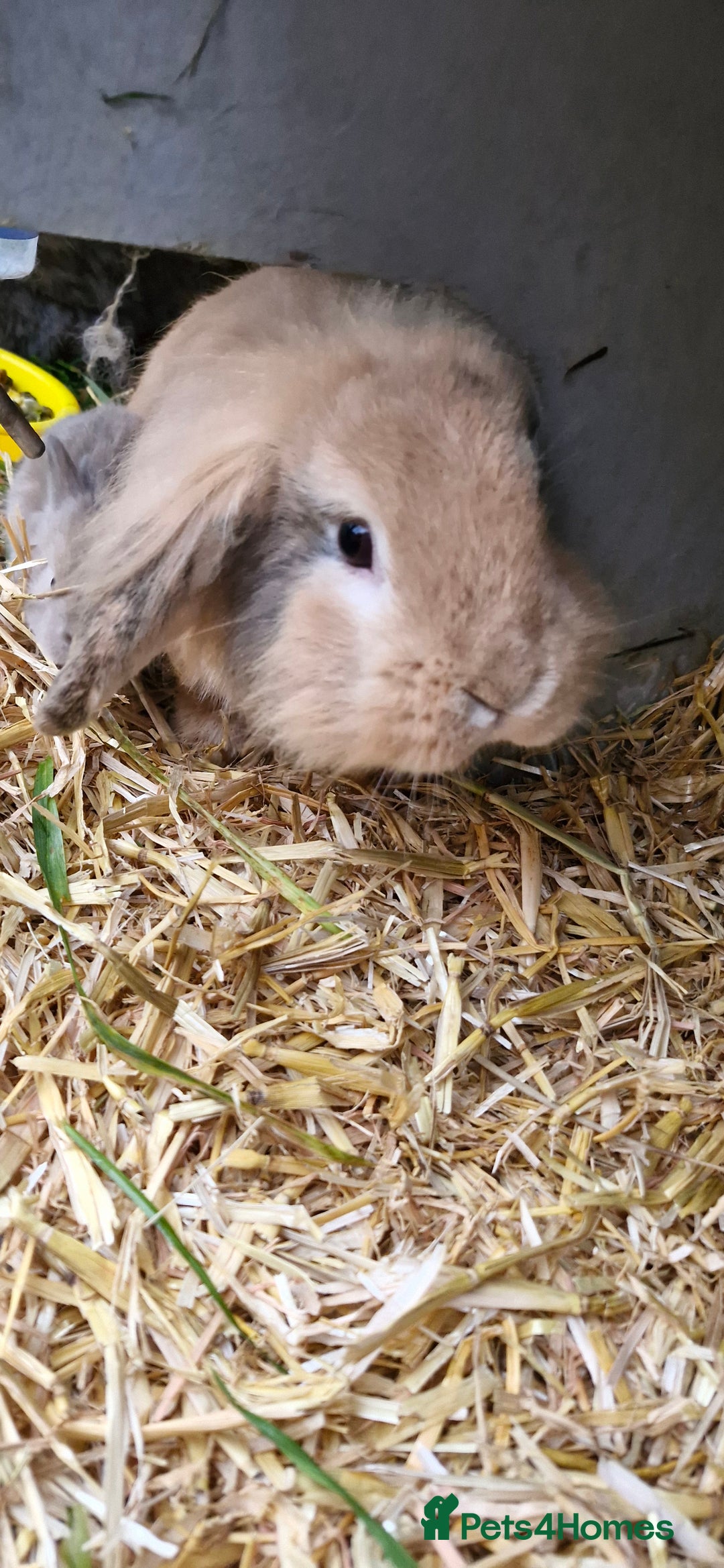 Mixed Breed rabbits for sale: Baby rabbits - Advert 3