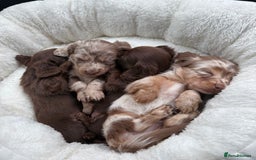 Miniature Dachshund dogs for sale: Isabella-choco long&short hair miniature dachshund - Image 13