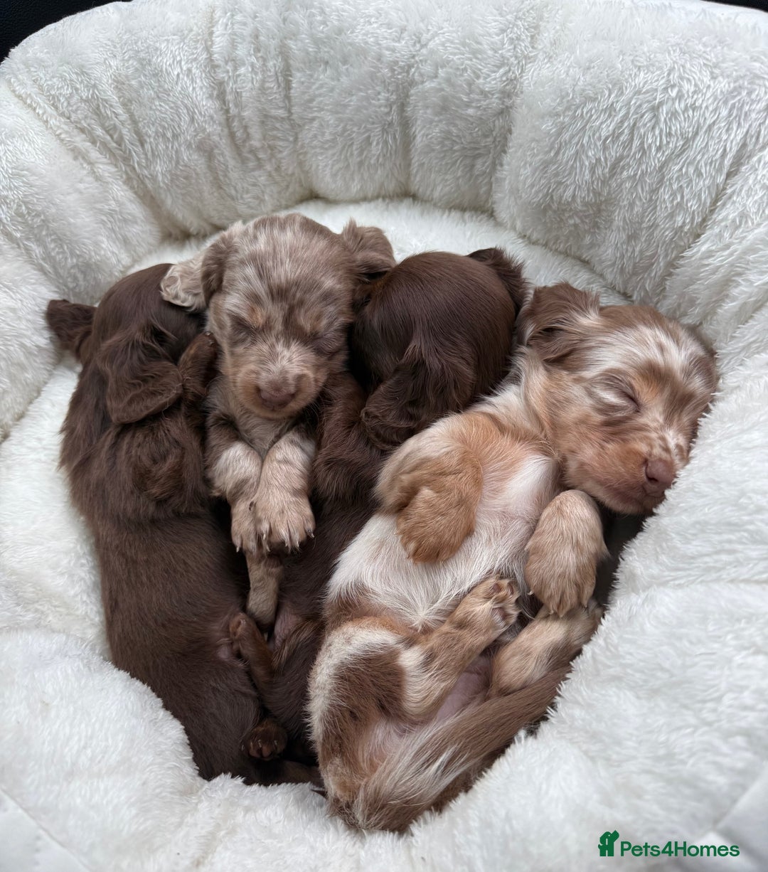 Miniature Dachshund dogs for sale: Isabella-choco long&short hair miniature dachshund - Image 13