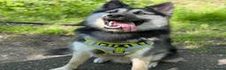 Shepsky dogs for sale: 1 year old shepsky boy panther  in Manchester - Advert 7