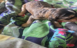 Cockapoo dogs for sale: Cockerpoo puppies F1 stunning colours - Image 9